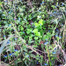 Plants growing on a tree