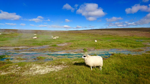 Sheep grazing on field against sky
