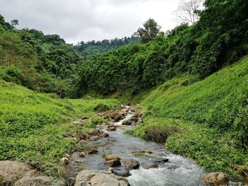 Scenic view of stream in forest