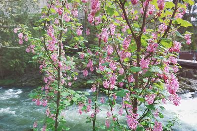 Pink flowers on tree