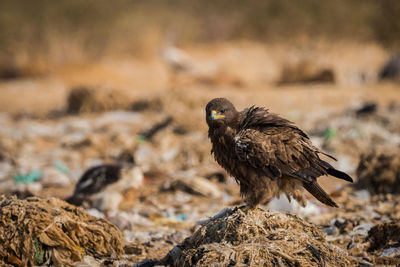 Close-up of bird perching on rock