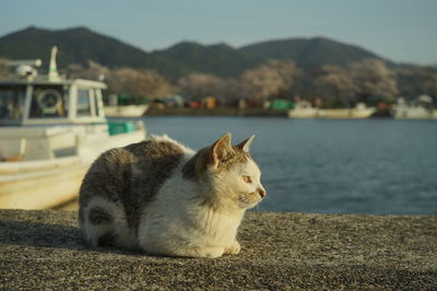 Cat living in okishima island with cherry blossom in full bloom