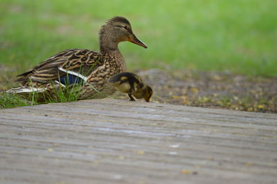 Side view of a duck