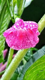 Close-up of water drops on pink flower