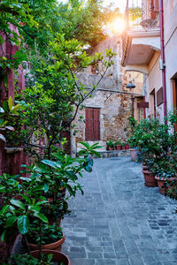 Potted plants on alley amidst buildings in town