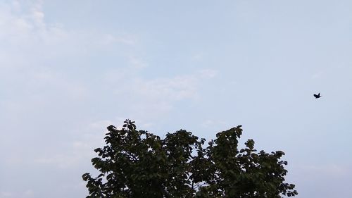 Low angle view of tree against sky