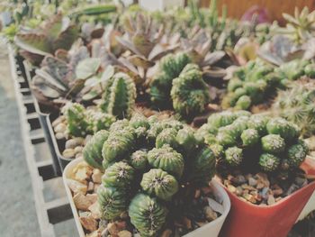 High angle view of succulent plants in market