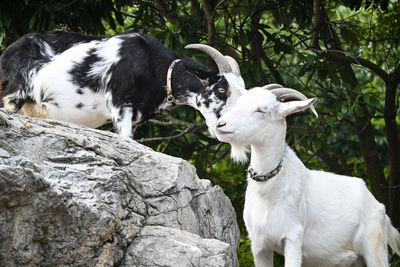 View of an animal on rock