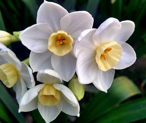 Close-up of orchids blooming outdoors