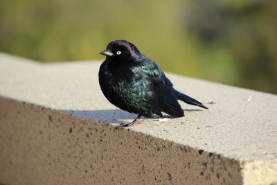 Close-up of bird perching outdoors