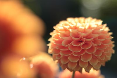 Close-up of orange flower blooming outdoors