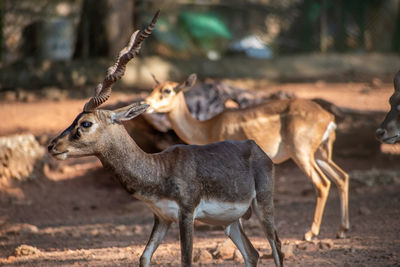 Close up shot blackbuck deer vandalur zoo in chennai tamil nadu india