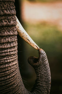 Close-up of an elephant