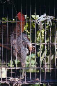 View of birds in cage