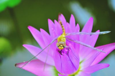 Close-up of insect on flower