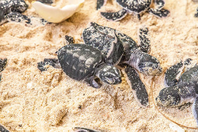 High angle view of turtles on sand