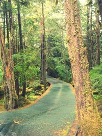 Empty road along trees