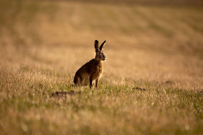 A beautiful brown hare in the spring meadow. springtime scenery with local animals.