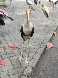 View of birds on footpath