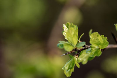 Close-up of insect on plant