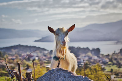 Portrait of a funny goat smiling on rock against sky
