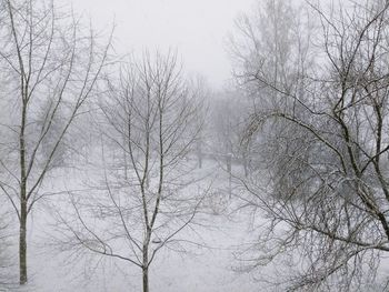 Low angle view of bare trees during winter