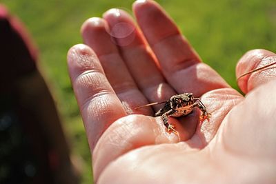 Close-up of hand holding small