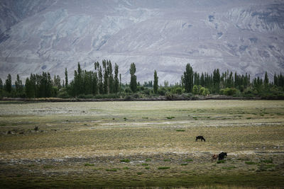 Scenic view of landscape against mountain