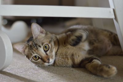 Close-up portrait of cat lying down