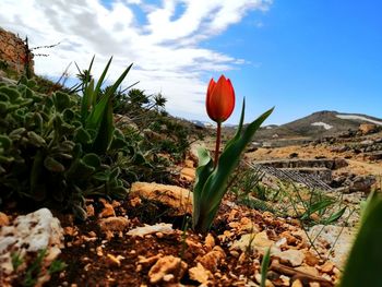 Close-up of flowering plant against sky