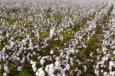 High angle view of white flowering plants on field