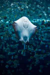 View of fishes swimming in sea