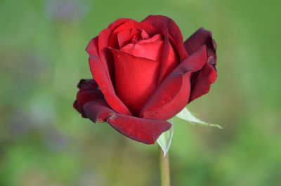 Close-up of red rose