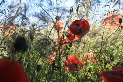 Close-up of poppy flowers against trees