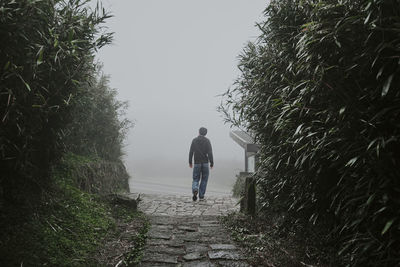 Rear view of man walking on footpath amidst trees