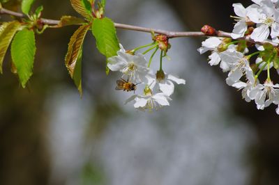 Close-up of white cherry blossom tree