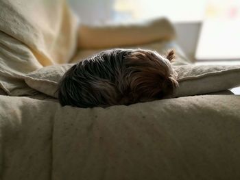 Close-up of dog sleeping on bed