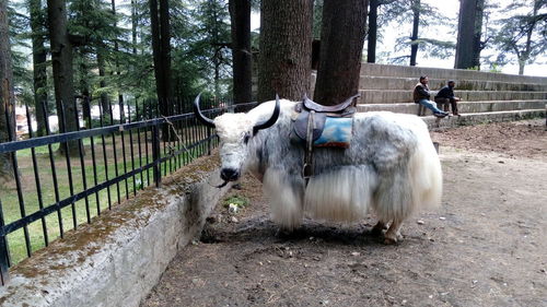 View of horse in pen