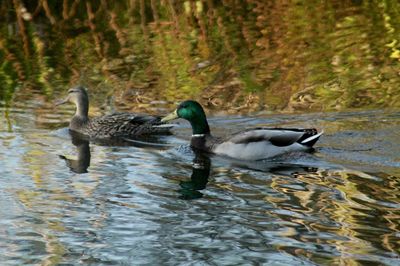 Ducks in a lake