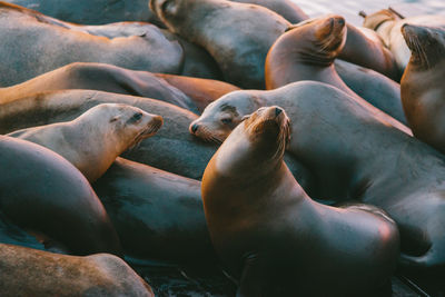 Close-up of sea lion