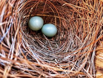 animal nest