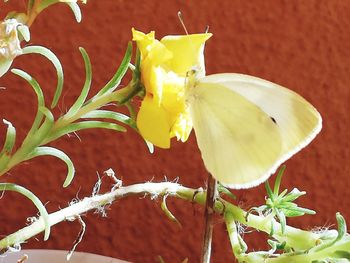 Close-up of yellow flowering plant