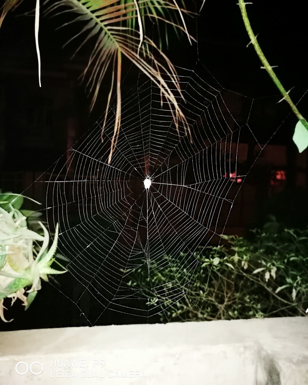 CLOSE-UP OF SPIDER WEB ON PLANTS