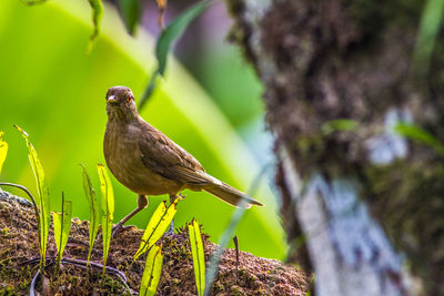 Bird perching on a tree