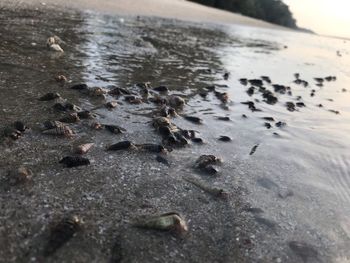 Close-up of ants on the ground