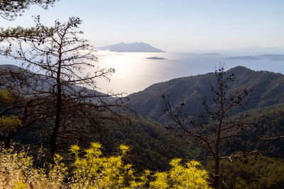 Backlight image from the westcoast near kritina of rhodes island with yellow plants, trees