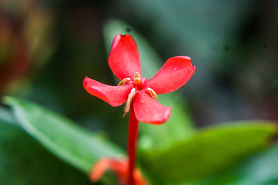 Close-up of red flowering plant