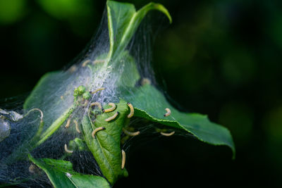 Nesting web of ermine moth caterpillars, yponomeutidae, feeding on the leaves of a tree