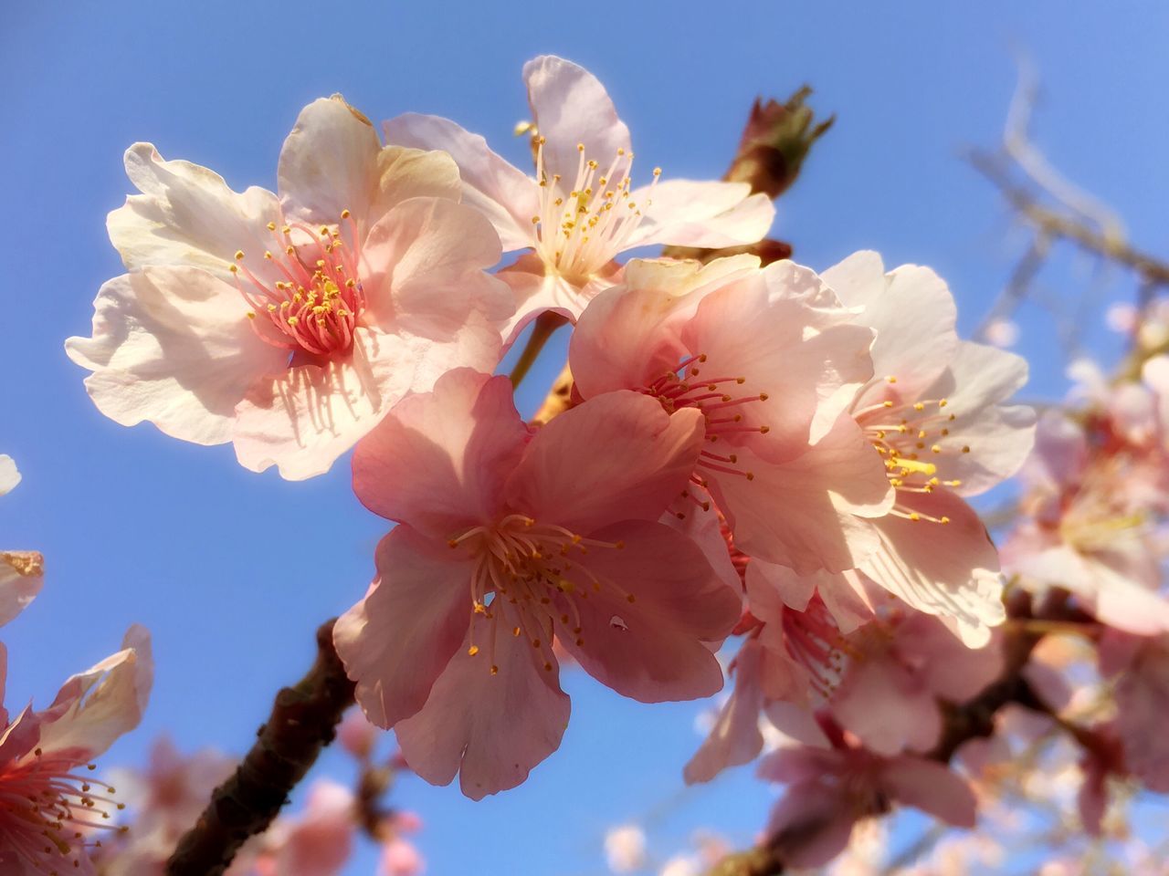 flower, freshness, branch, growth, low angle view, fragility, beauty in nature, cherry blossom, tree, nature, petal, blossom, cherry tree, close-up, blooming, in bloom, twig, sky, springtime, fruit tree
