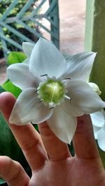 Close-up of flower
